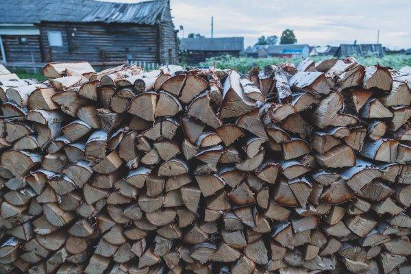 Chopped birch firewood for lighting a fire